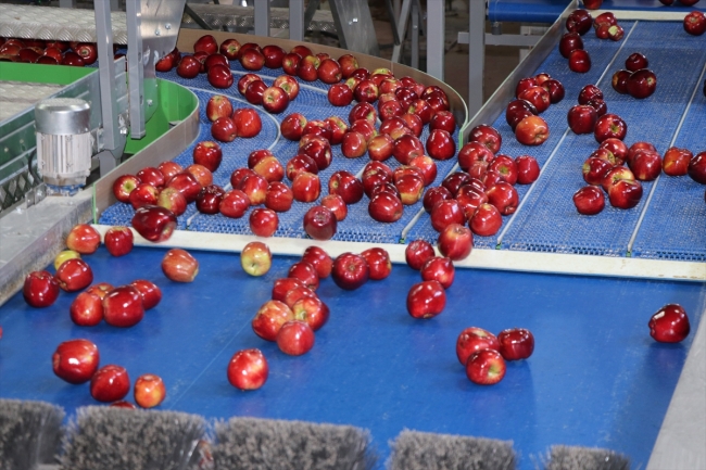 Organik mumlanan elmaların yeni rotası Uzak Doğu